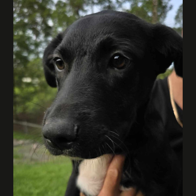 Photo of Bandit