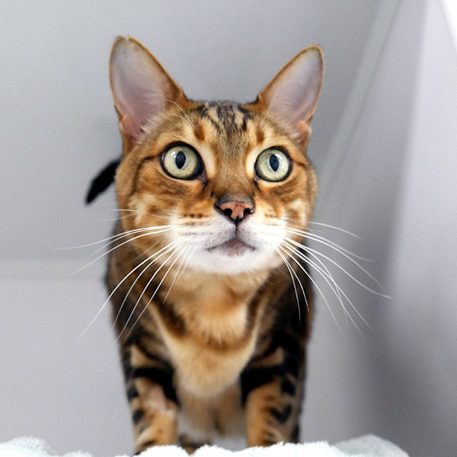 Photo of Mishka Sua013189