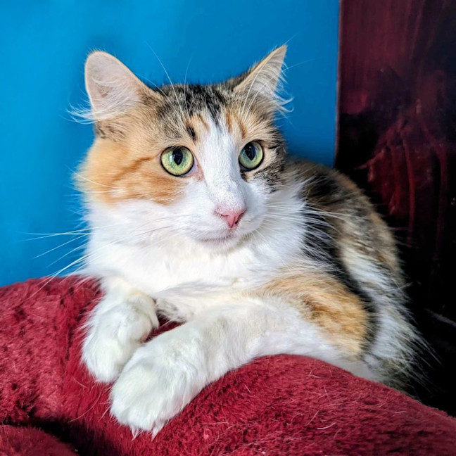 Photo of Belle