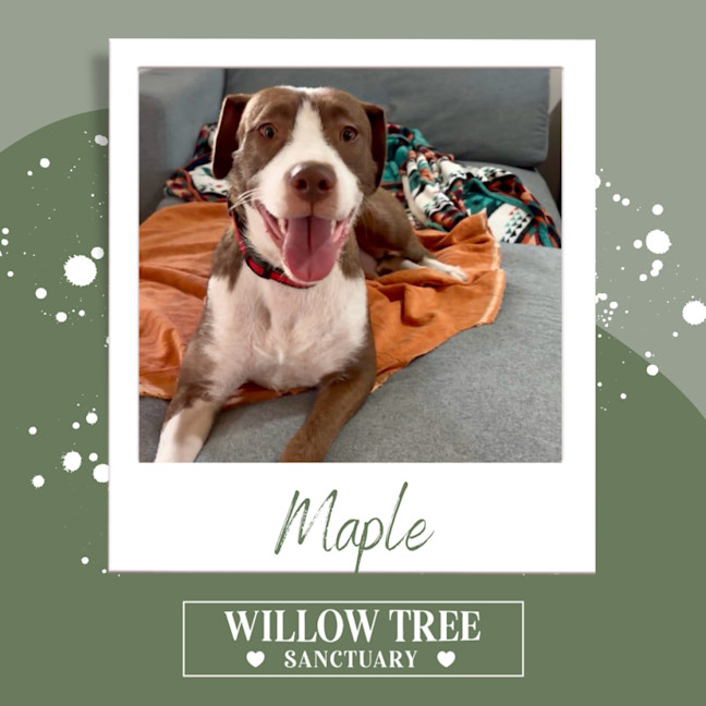 Photo of Maple