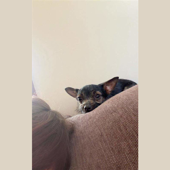 Photo of Taquito