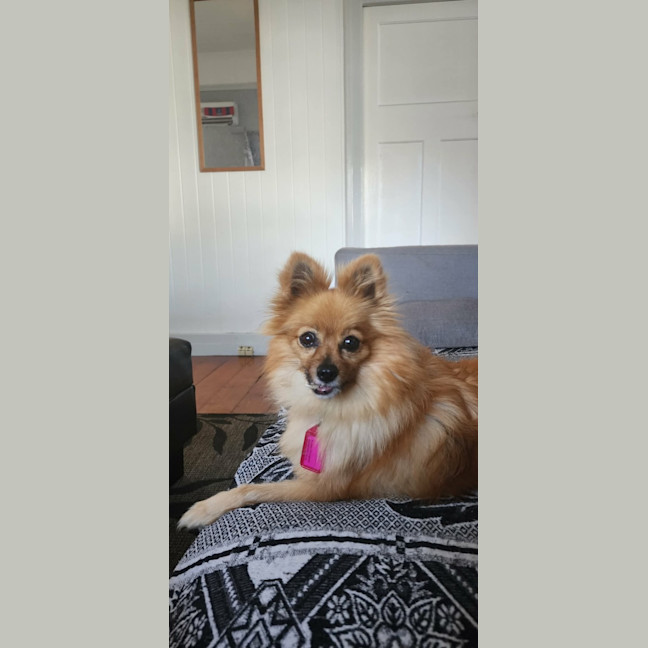 Photo of Cookie 