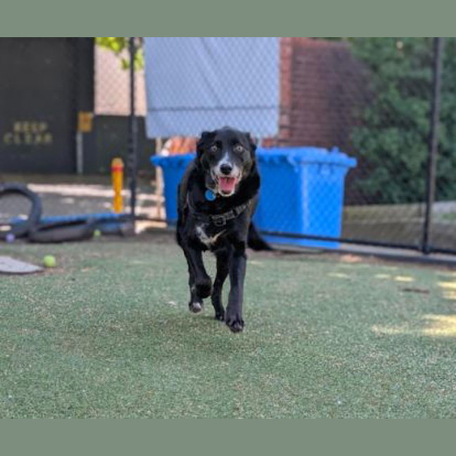 Photo of Piper