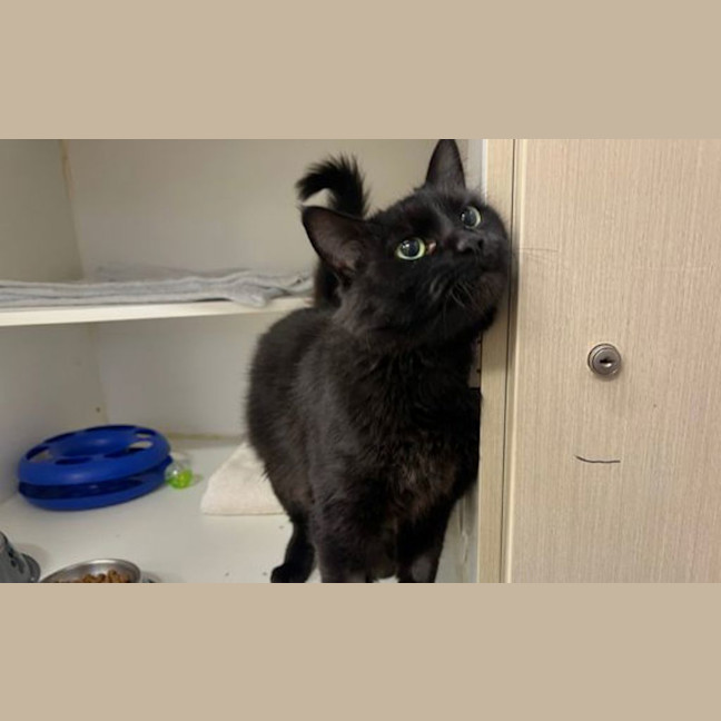 Photo of Kuro