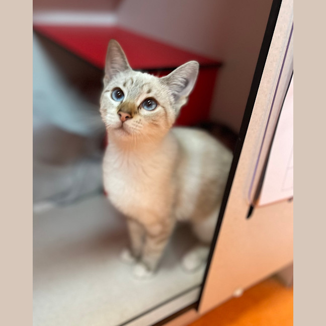 Photo of Satin