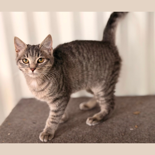 Photo of Dumpling