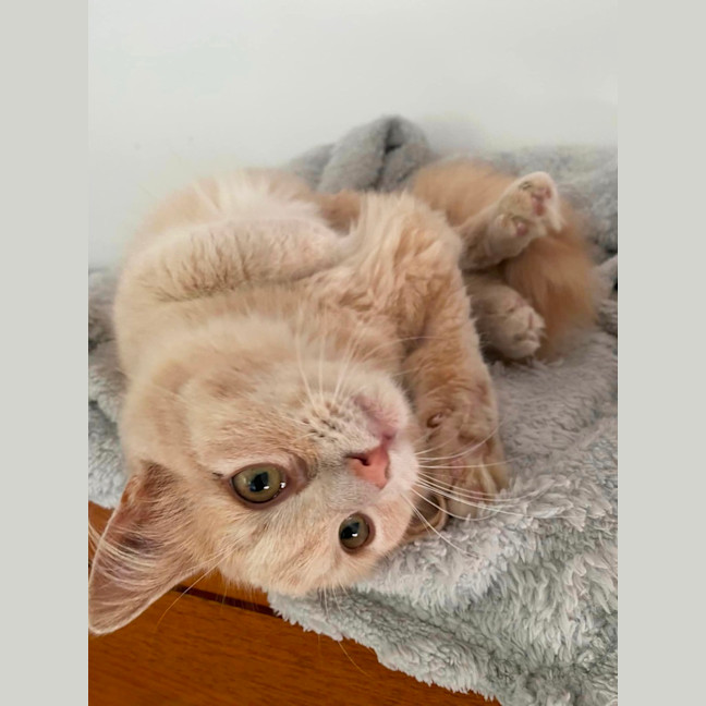 Photo of Marshmallow