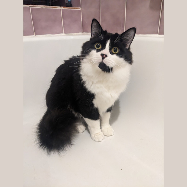 Photo of Puffiin   In Foster Care In Reservoir