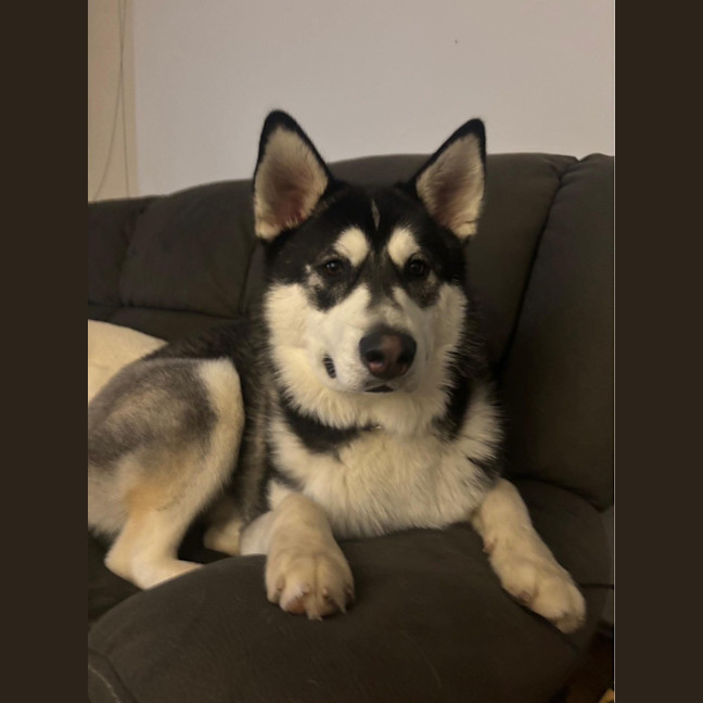 Photo of Obelix