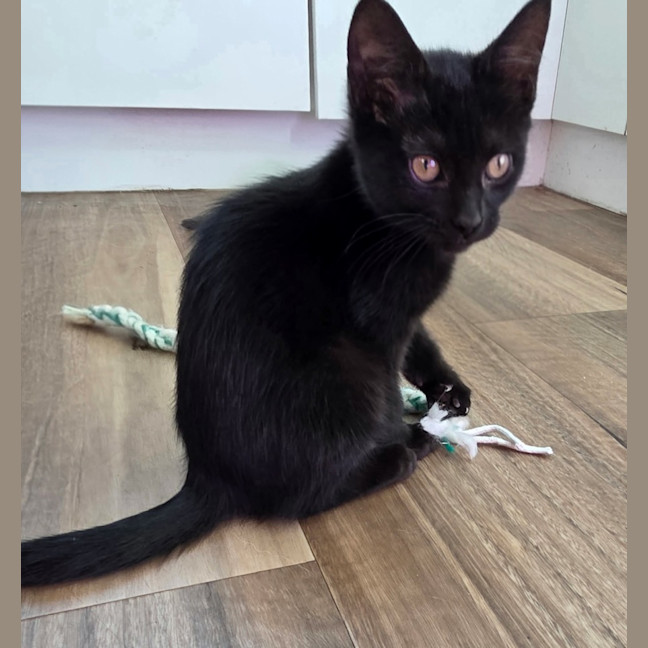 Photo of Blackberry *9 Lives Project Rescue*