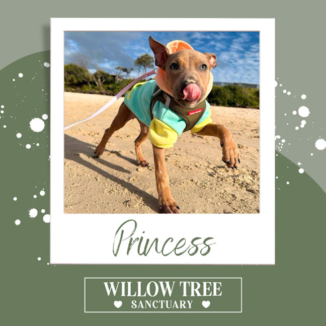 Photo of Princess