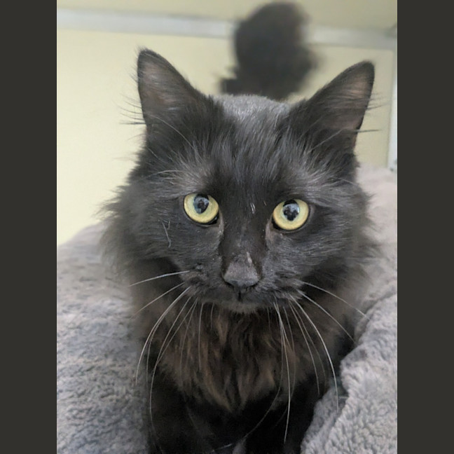 Photo of 🎲 Jeeves 6454 🎲