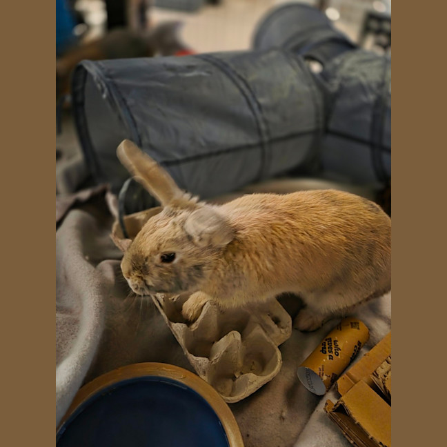 Photo of Thunder & Piepie
