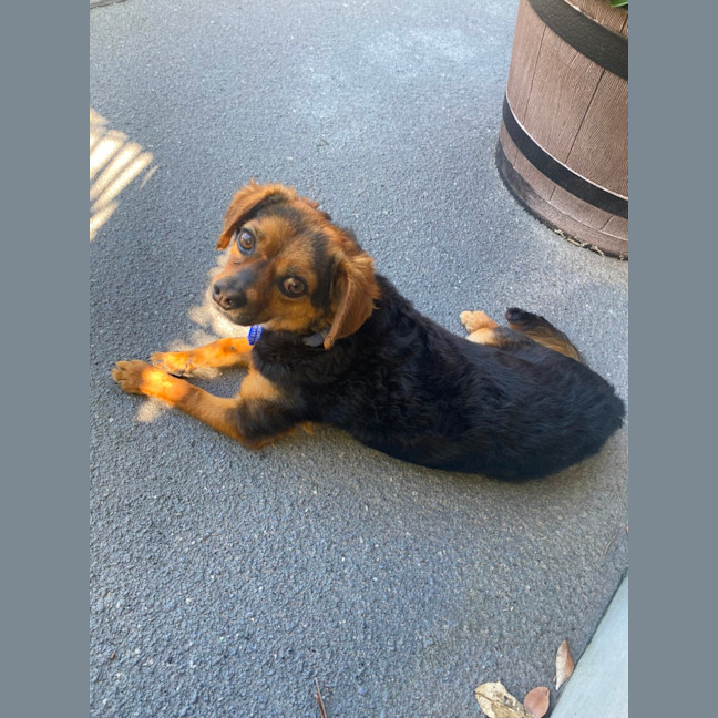 Photo of Barney   3 Year Old Chihuahua X Terrier