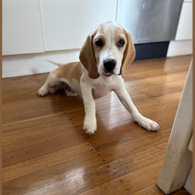 Photo of Henry B   3 Month Old Beagle