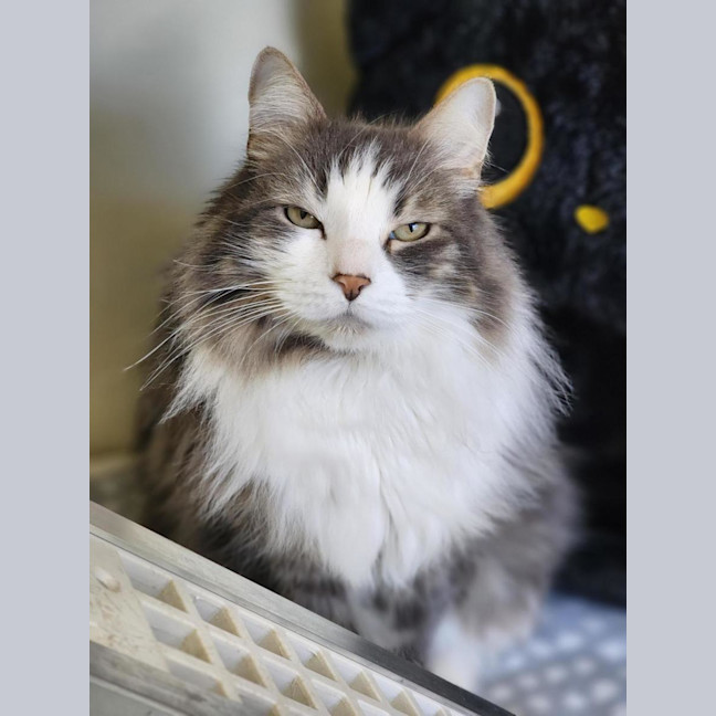 Photo of 🎩 Buddy 7214 🎩