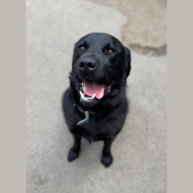 Photo of Loki