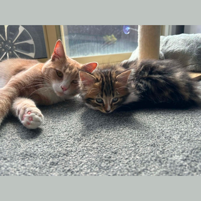 Photo of Gracie Meet Me At Petstock Carrum Downs Store 