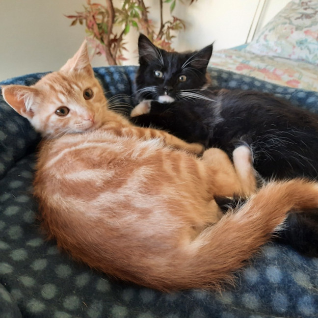 Photo of Jackson & Malakai   Located In Albert Park