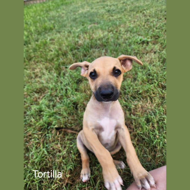 Photo of Tortilla