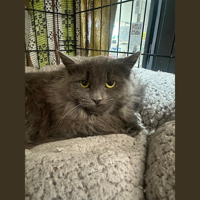 Photo of Sweet Caroline 