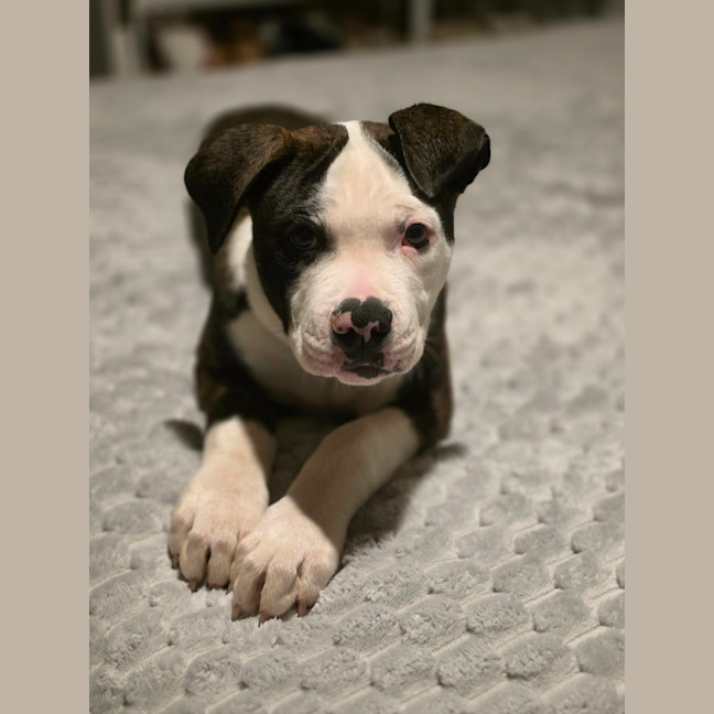 Photo of Bruce