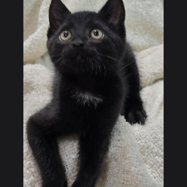 Photo of Frankie   9 Week Old Dsh