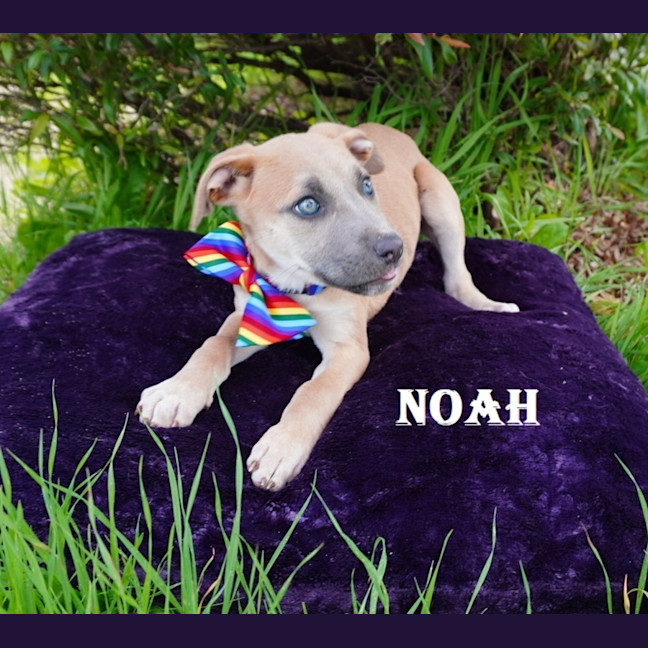 Photo of Noa