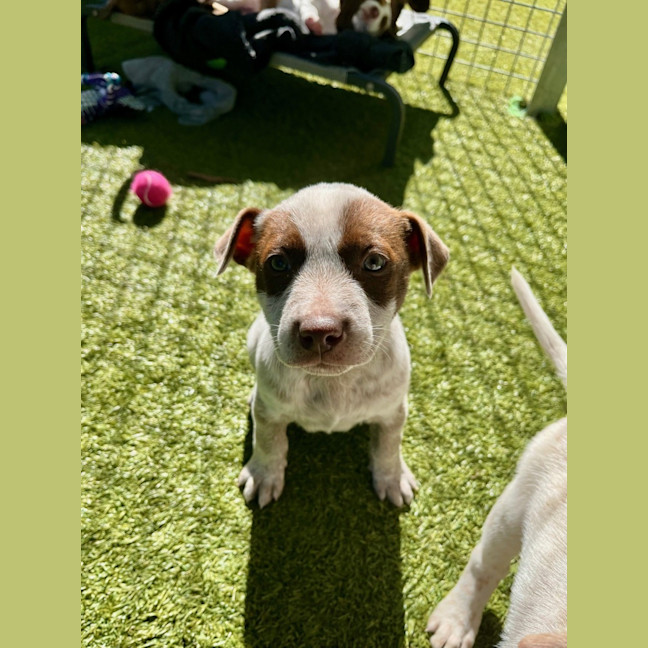 Photo of D1174 Cookie