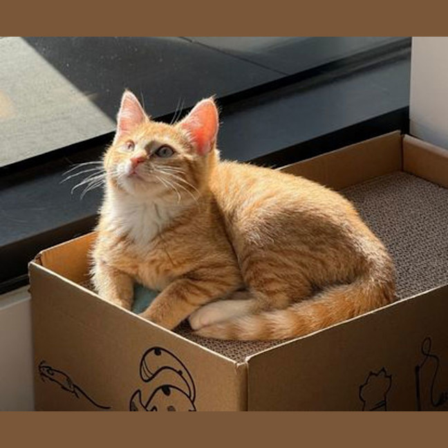 Photo of Cheddar