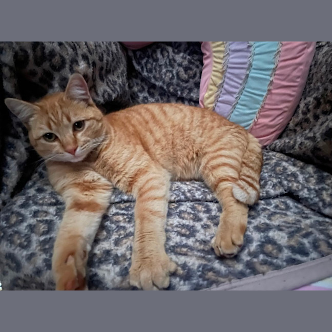 Photo of Gingerbread