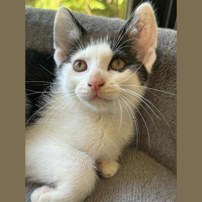 Photo of Chilli   In Foster Care In Cranbourne