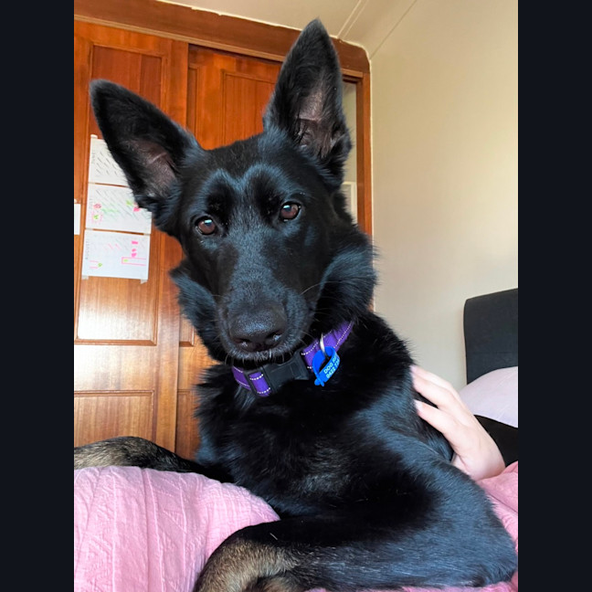 Photo of Sacha   1.5 Year Old German Shepherd (On Trial)