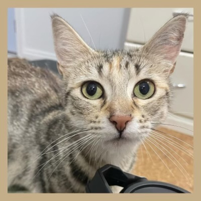Photo of Sahara