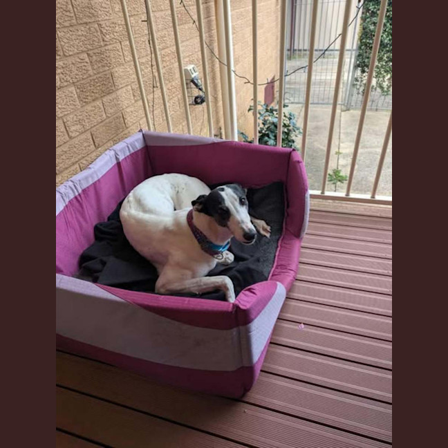 Photo of Dot, The Greyhound