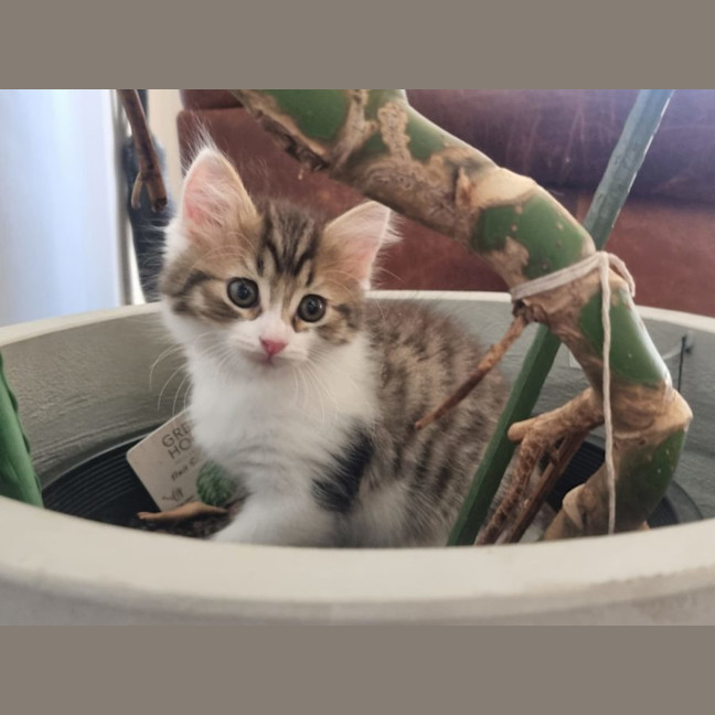 Photo of Tiny