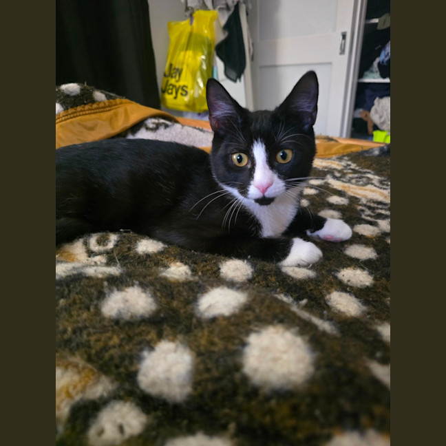Photo of Zoro