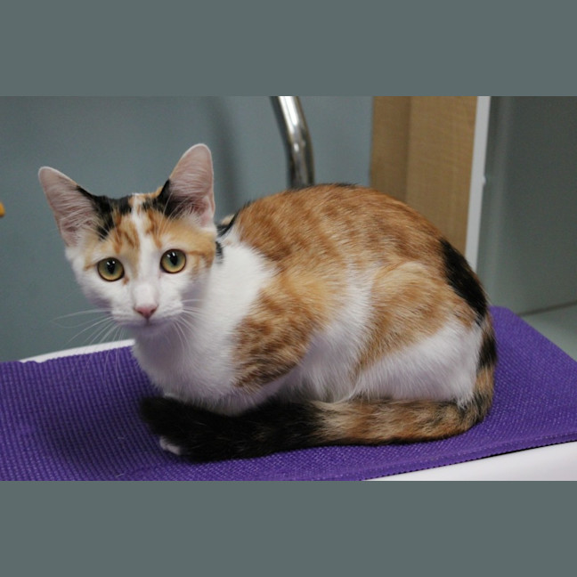 Photo of Honey