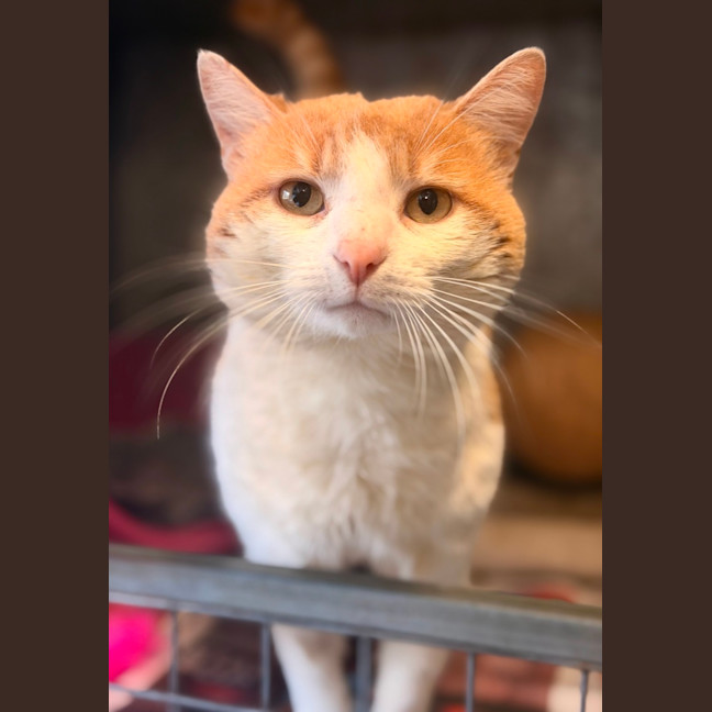 Photo of Mango 