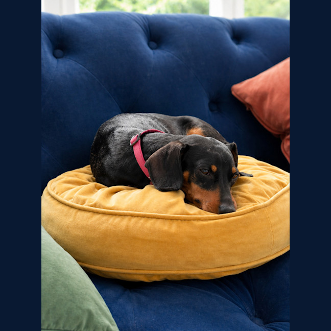 Photo of Penny