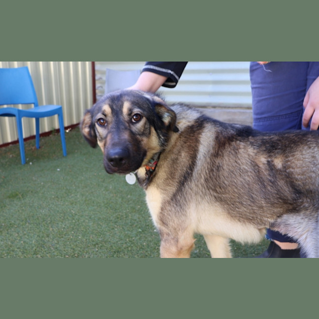 Photo of Delilah 