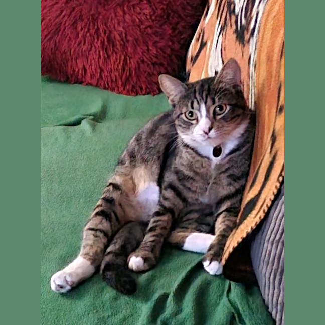 Photo of Chip