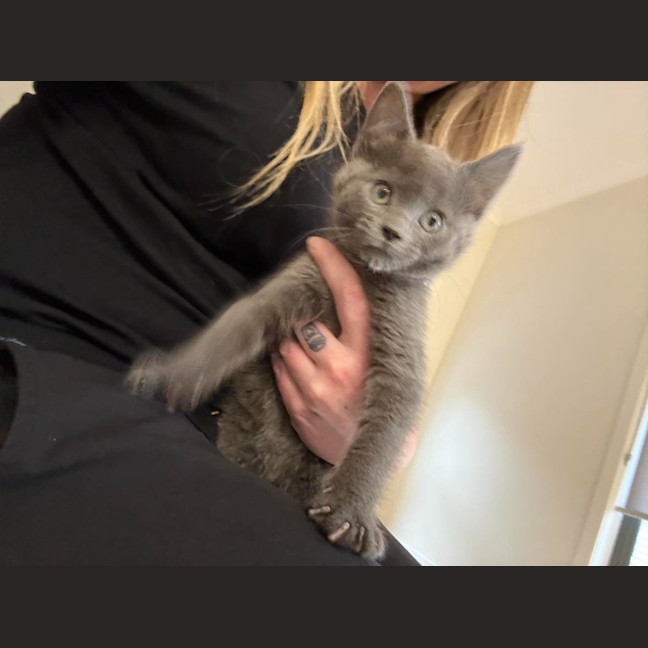 Photo of Shadow
