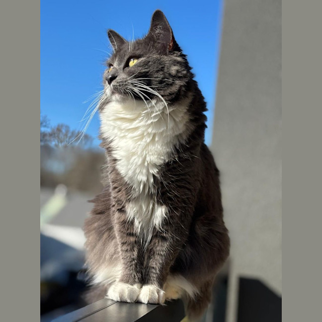 Photo of Skylar   Cat