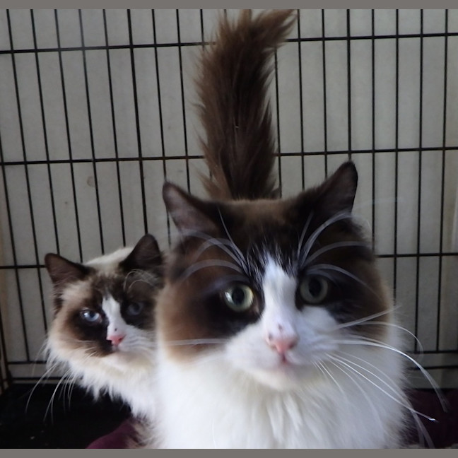 Photo of Avi And Pikachu