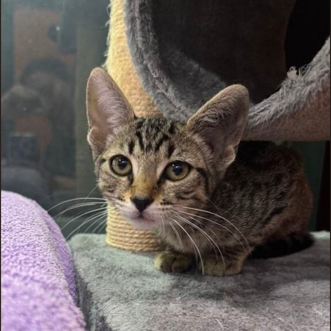 Photo of Maggie