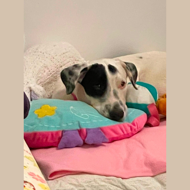 Photo of Donut