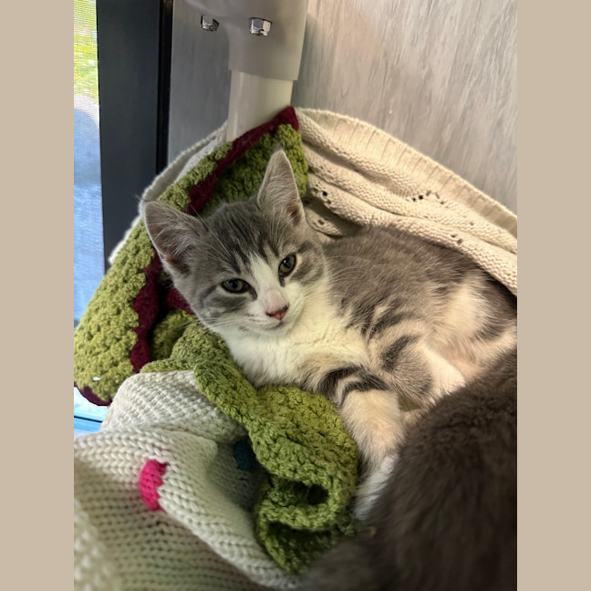 Photo of Gypsy (Tina Turner )