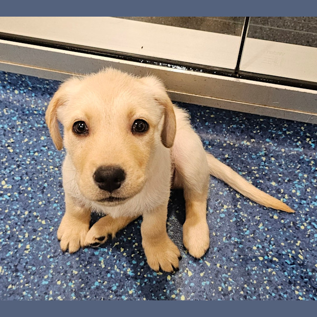 Photo of Harvey