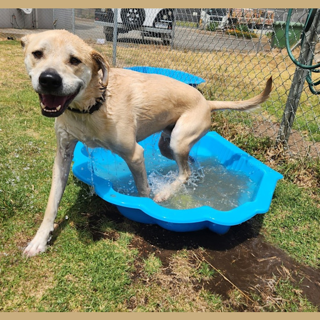 Photo of Duke (68040)